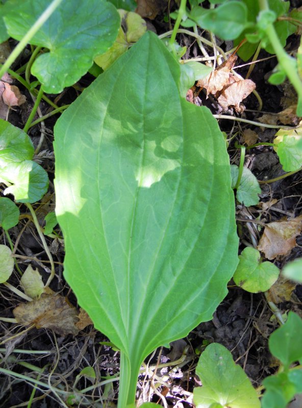 Plantago major